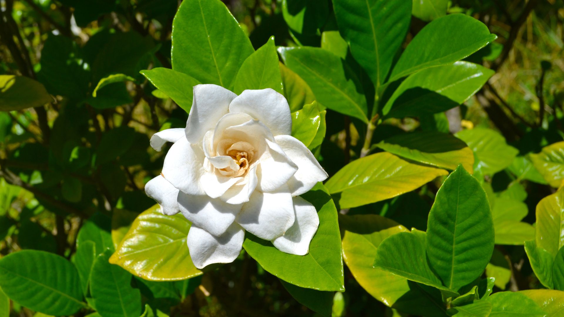 A gardenia with slightly yellow leaves