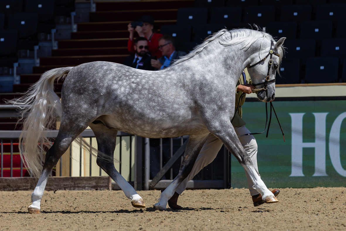 RWHS_H&amp;amp;H In Hand Supreme_-3