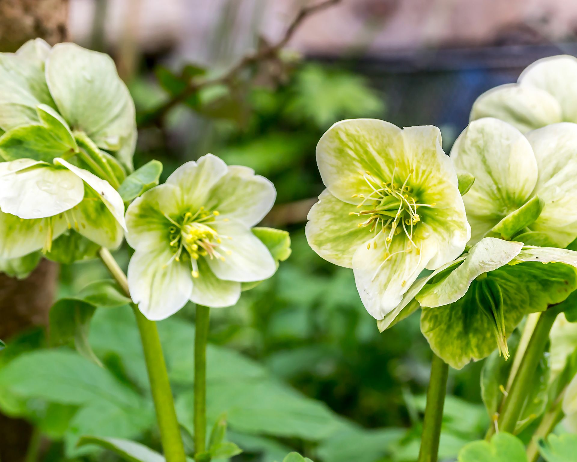 How to grow hellebores top tips for these winter blooms Gardeningetc