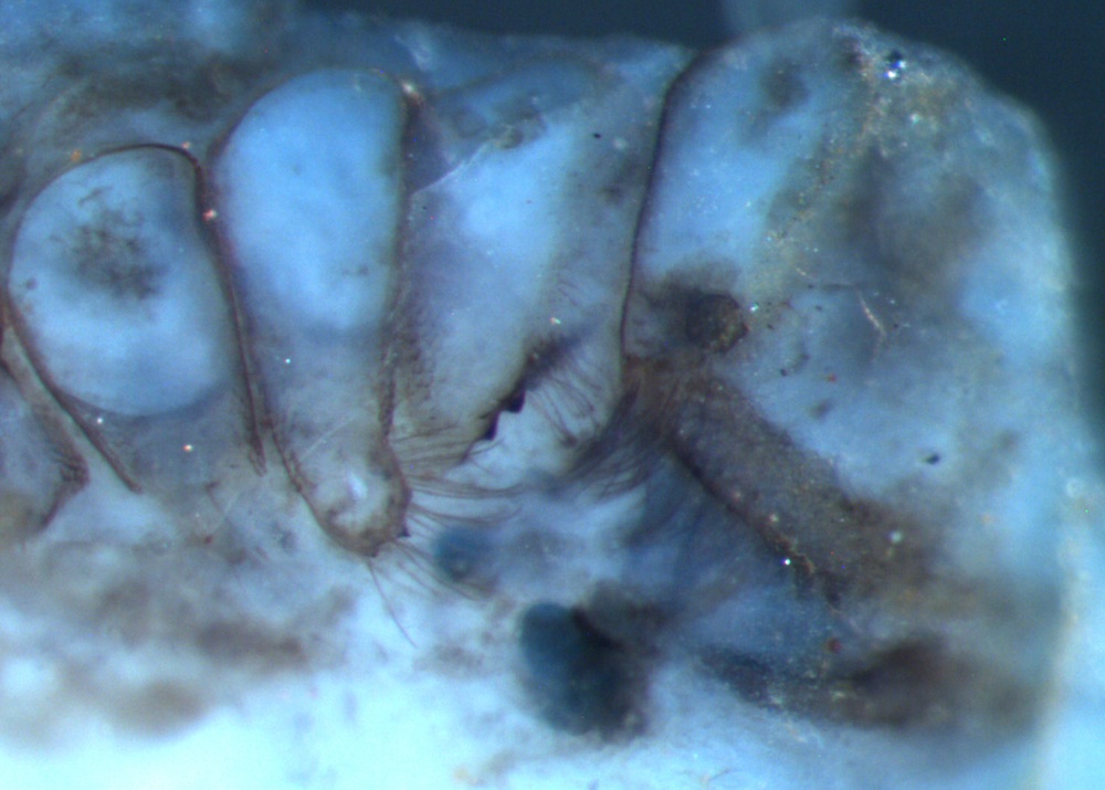 The walk of a 410-million-year-old arachnid called Paleocharinus was recreated based on stunningly-preserved fossil specimens (such as the example shown here) of the arachnid's limbs.