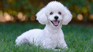Poodle puppy sitting on the grass
