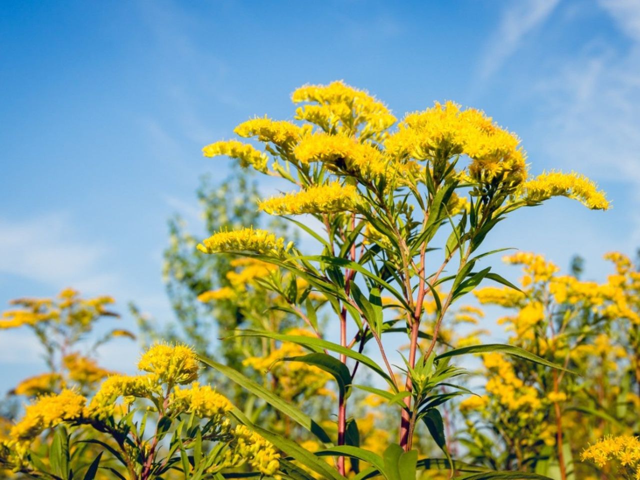 Yellow Fall Perennial Flowers