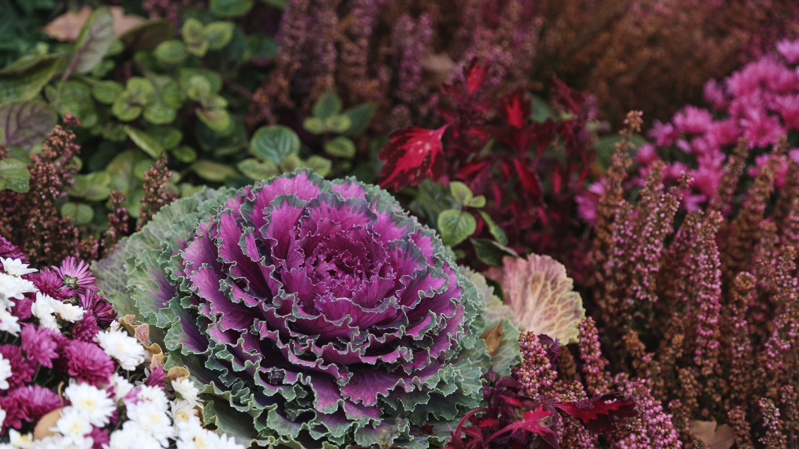 Flowering ornamental Kale Against Colorful Flowerbed Background