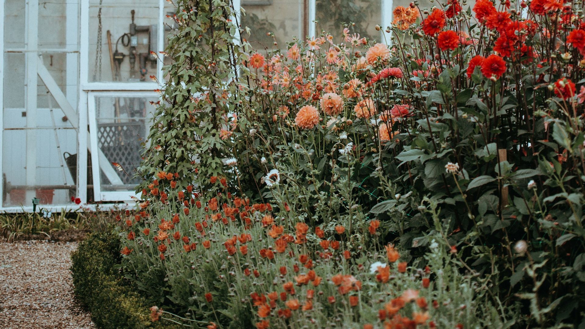 Flower bed with orange flowers