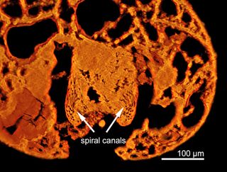 spiral canals in a female ostracod