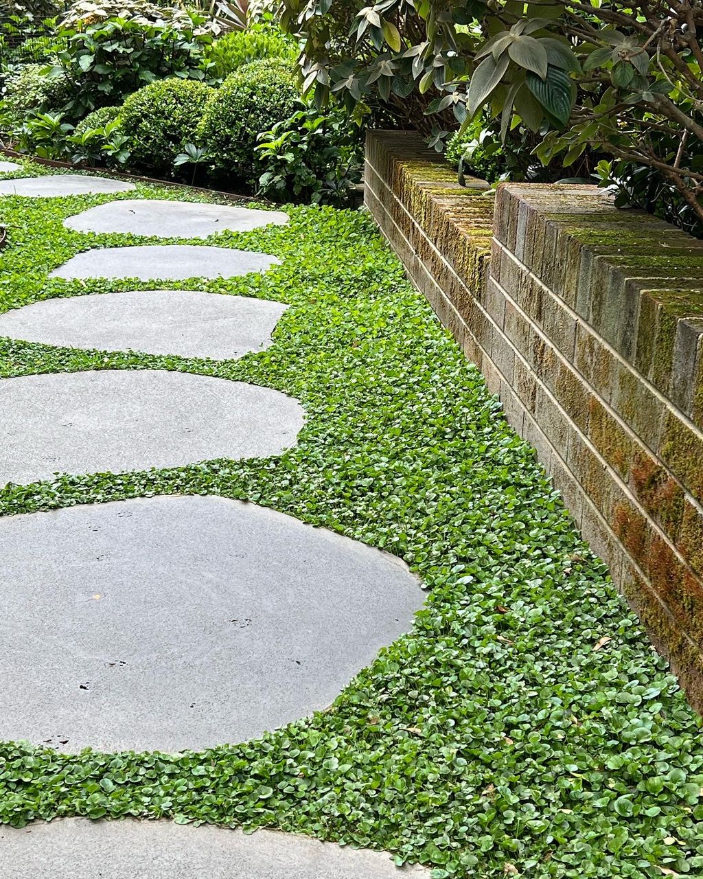 6 walkable groundcover plants that are perfect for paths | Livingetc