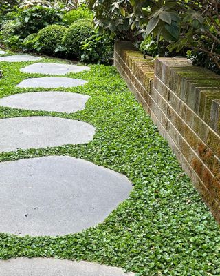 A garden path with flagstones and a green ground cover of foliage inbetween