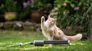 Cat playing with water sprinkler