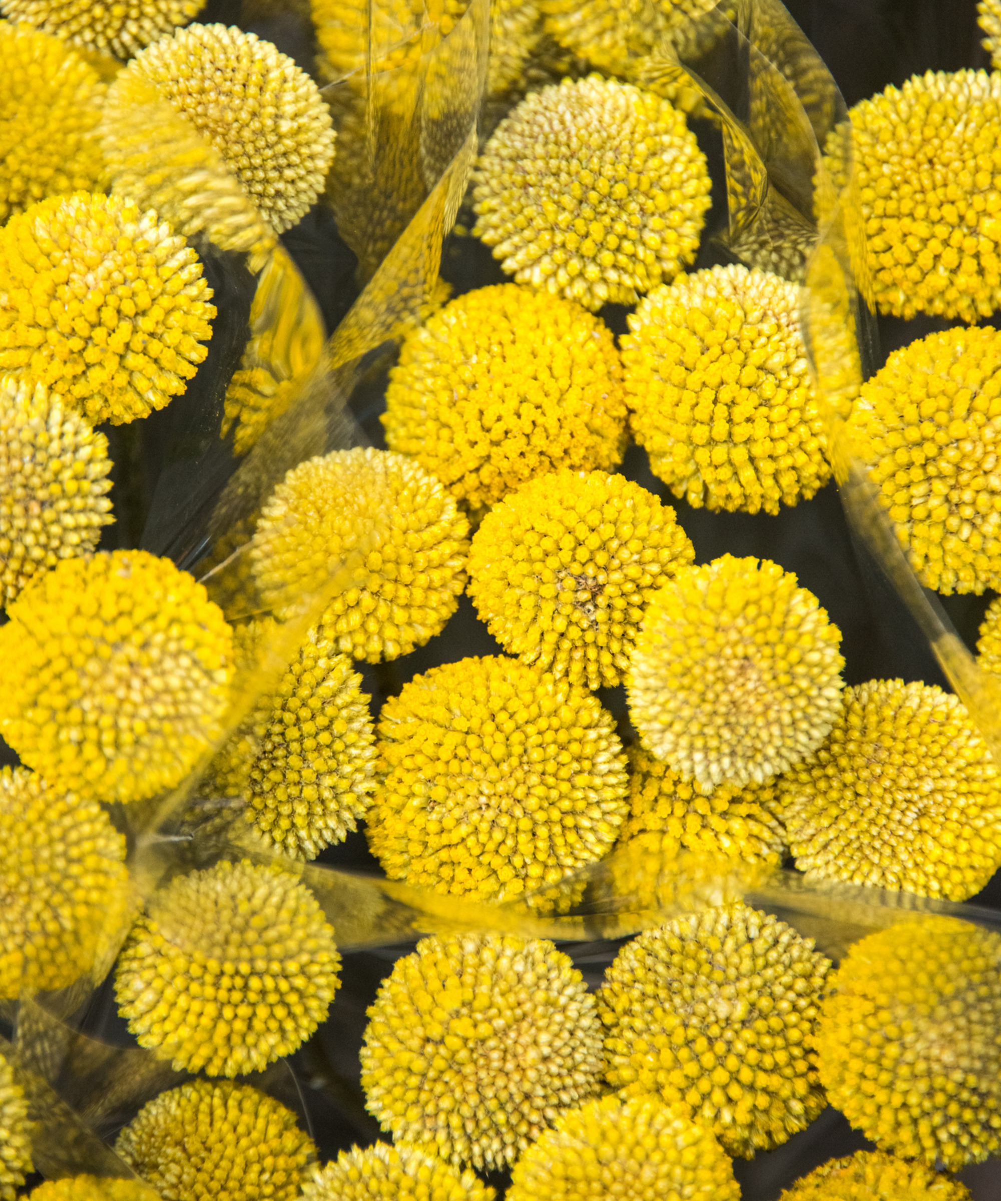 a close up of a group of craspedia flower heads
