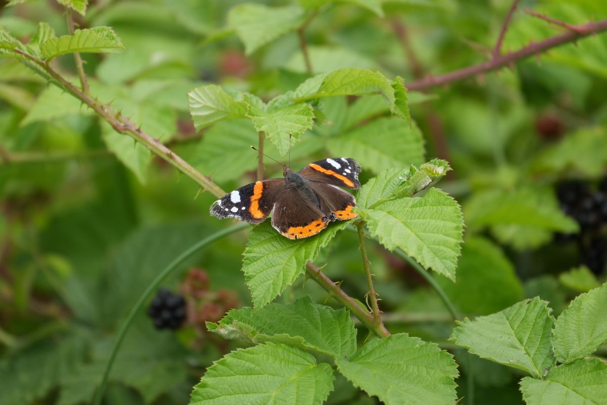 Red admiral butterfly resting with open wings on bramble leaves.
