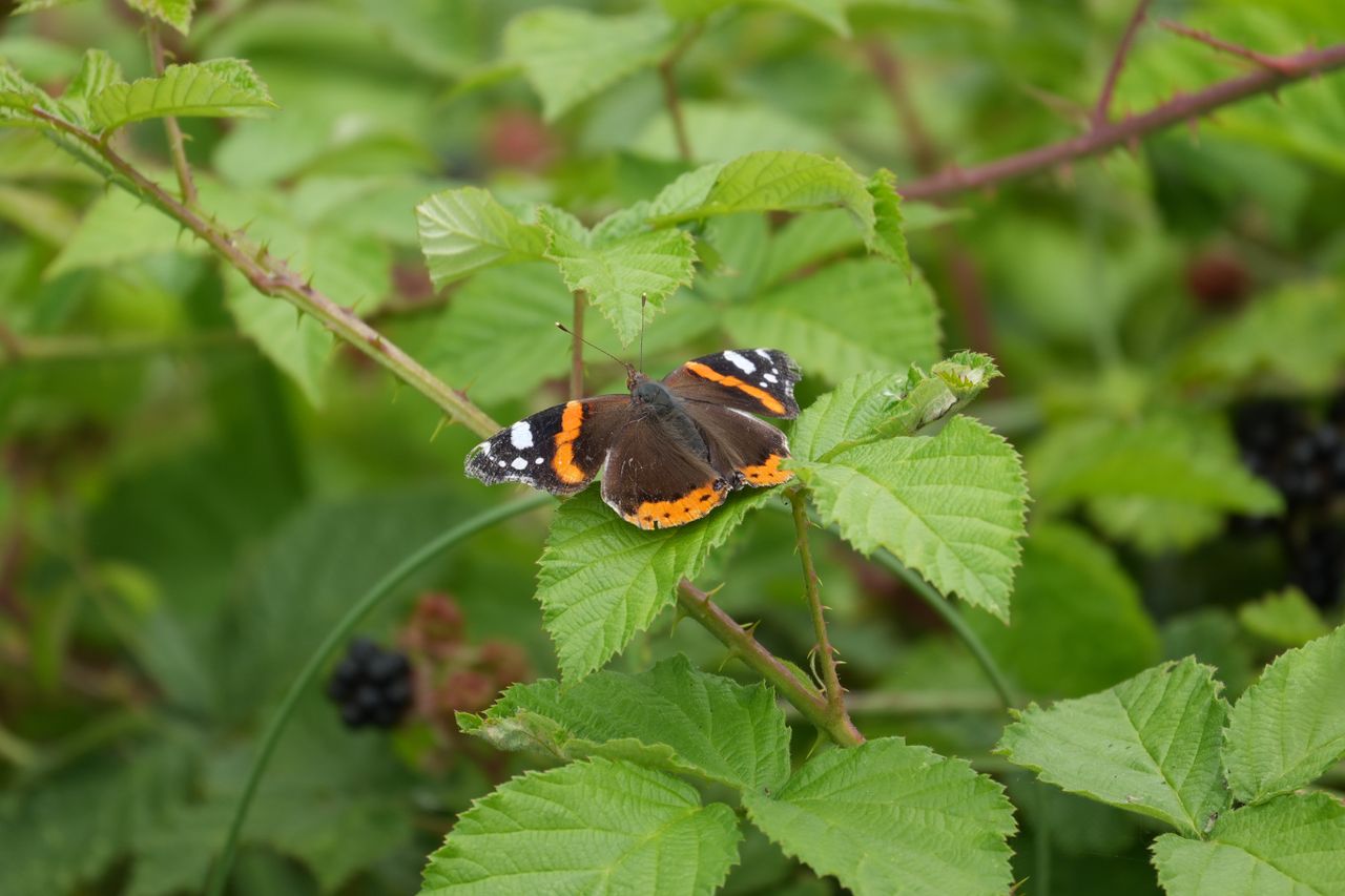 Red admiral butterfly resting with open wings on bramble leaves.