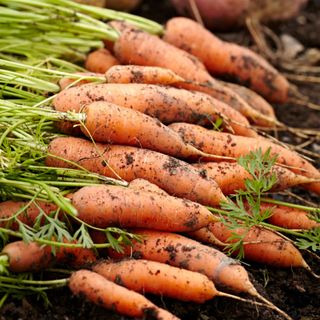 Freshly harvested carrots in vegetable garden