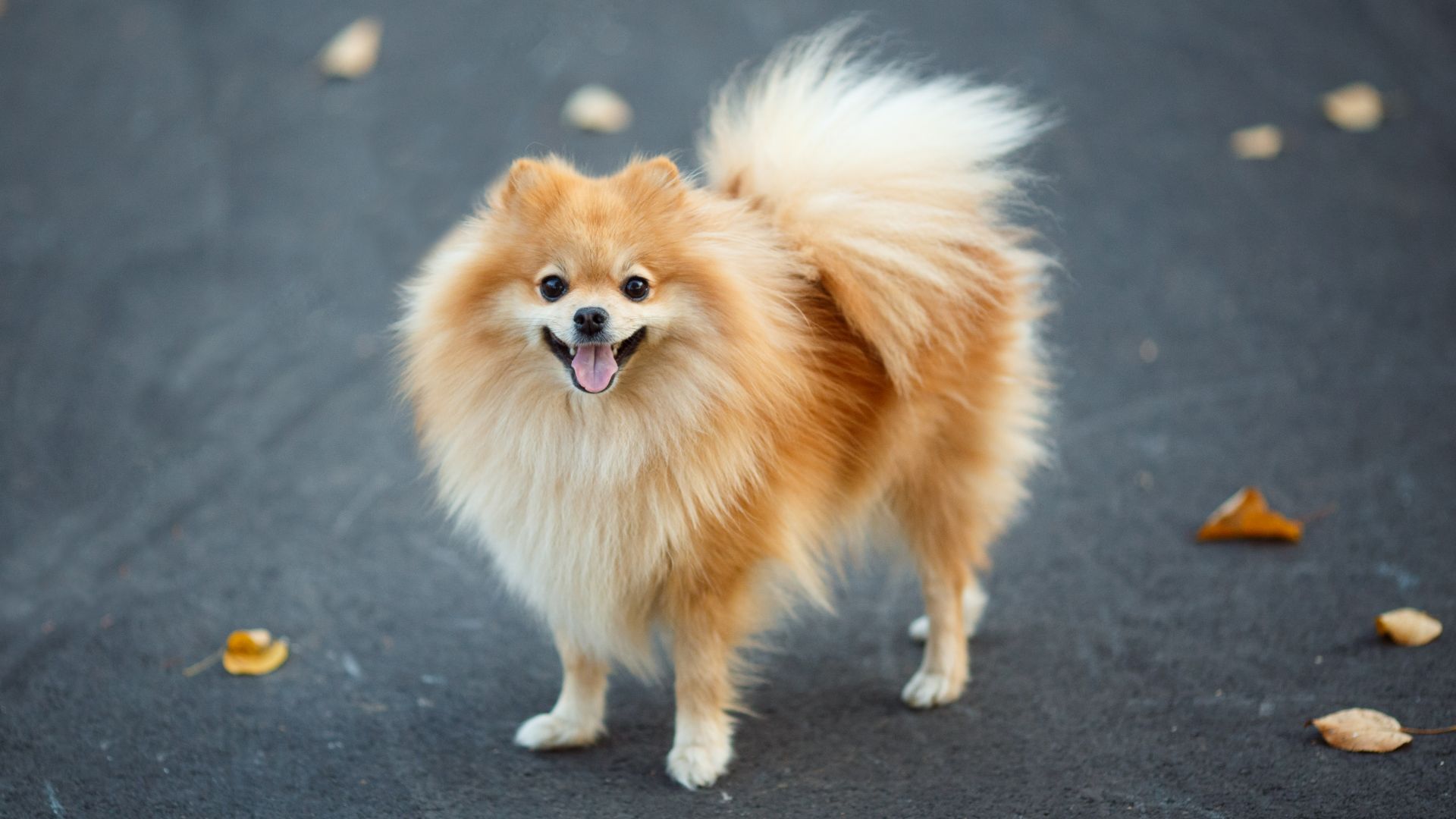 Pomeranian dog standing on the sidewalk
