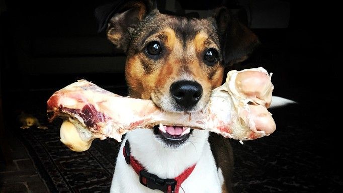 Can dogs really eat bones