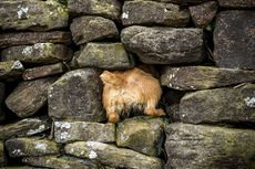 lakeland terrier