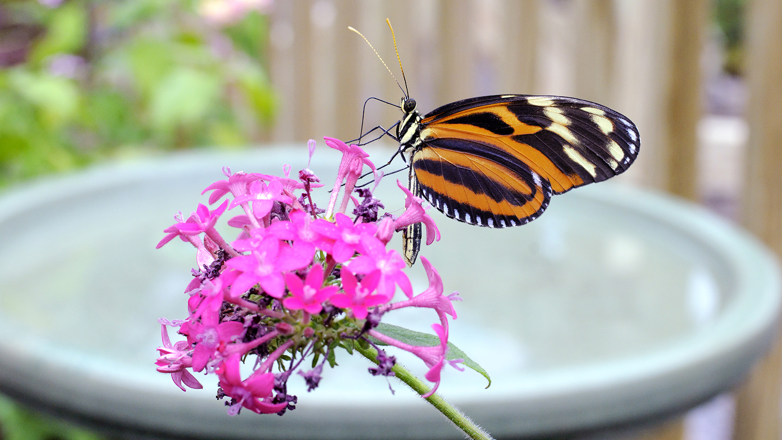 Butterfly next to bird bath