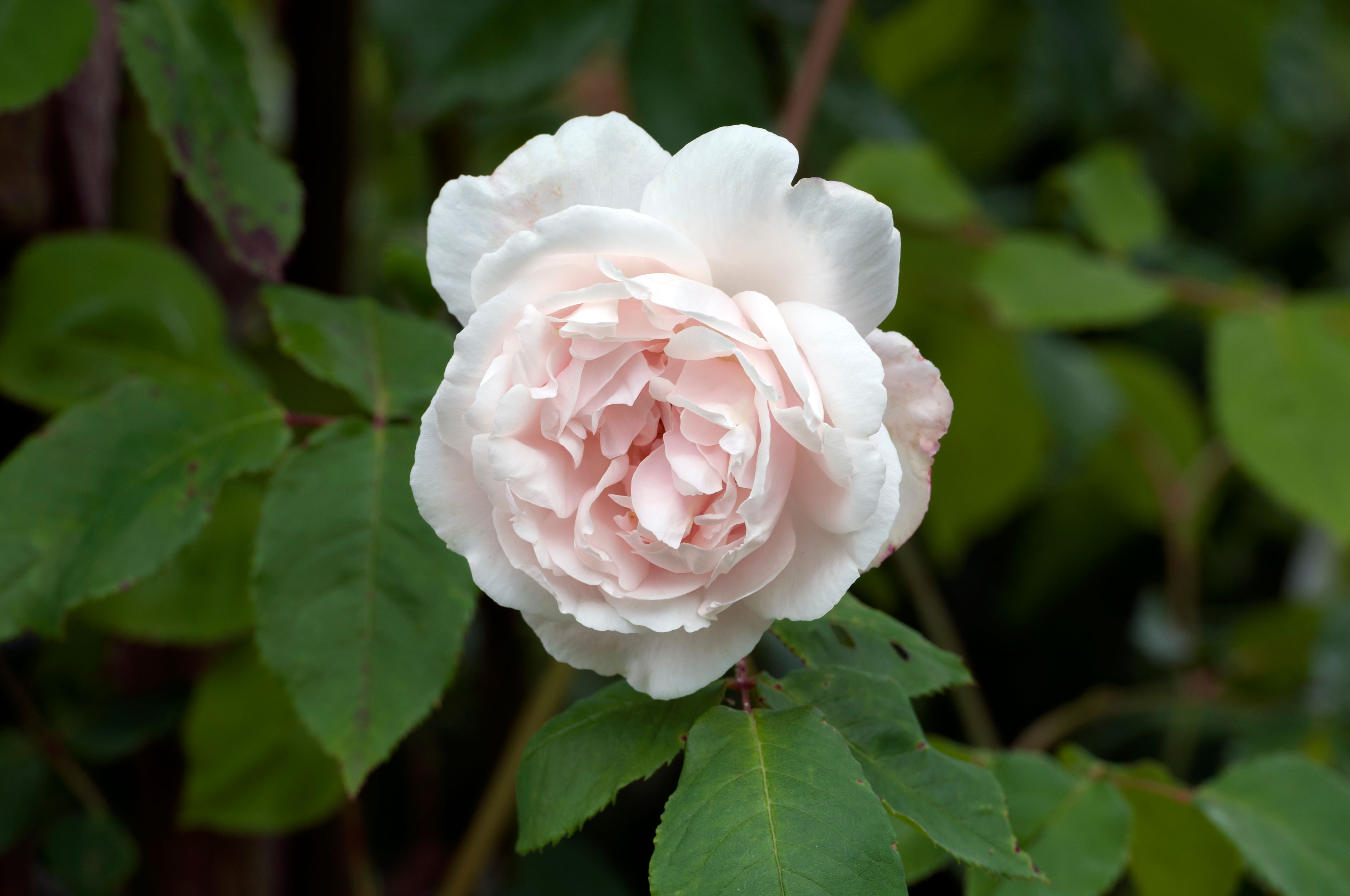 The white climbing rose Mme Alfred Carriere
