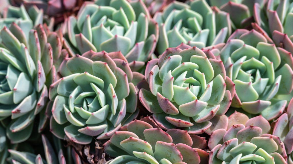 Several echeveria succulents