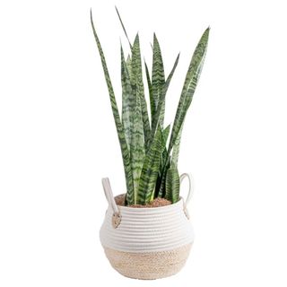 snake plant with wicker pot