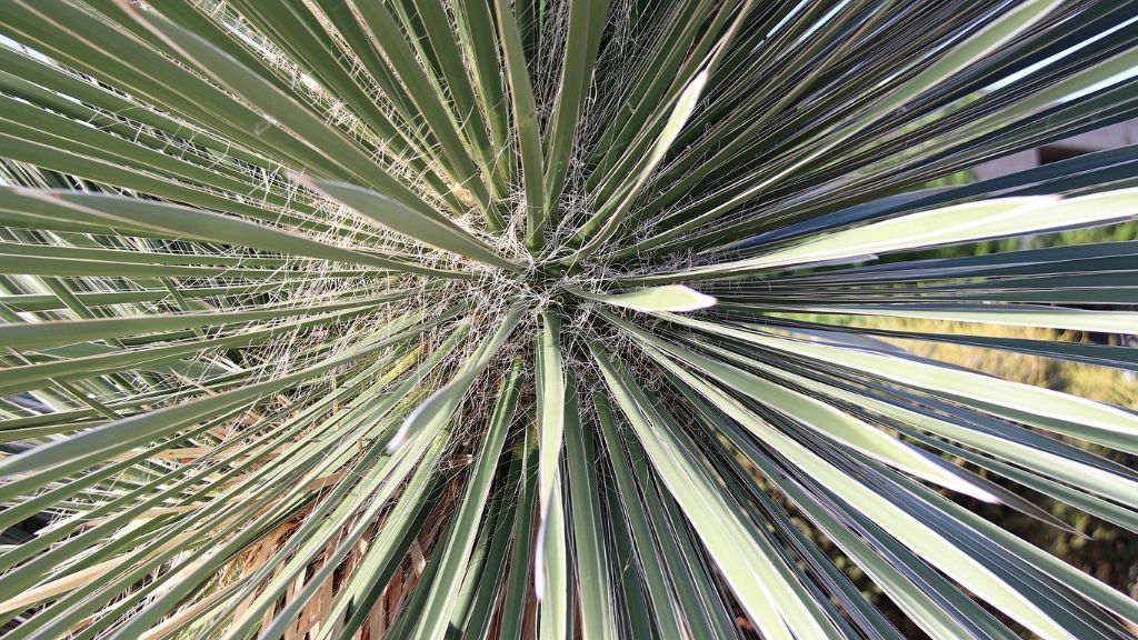 View straight down toward a yucca plant