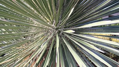 View straight down toward a yucca plant