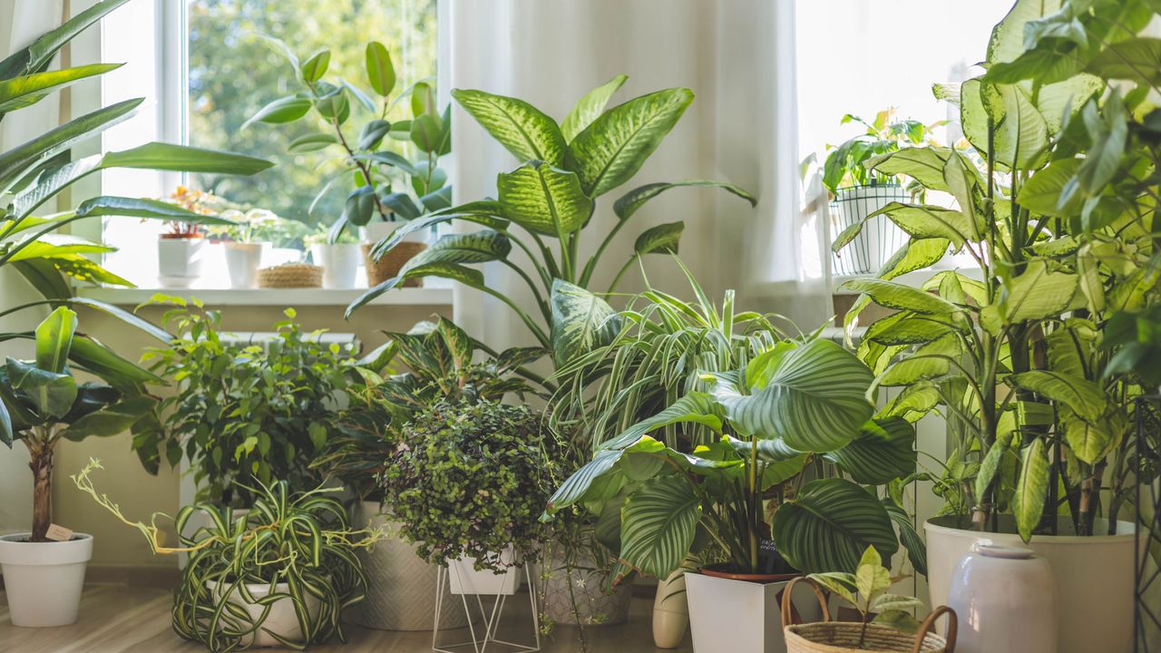 houseplants