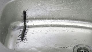 A centipede inside a house