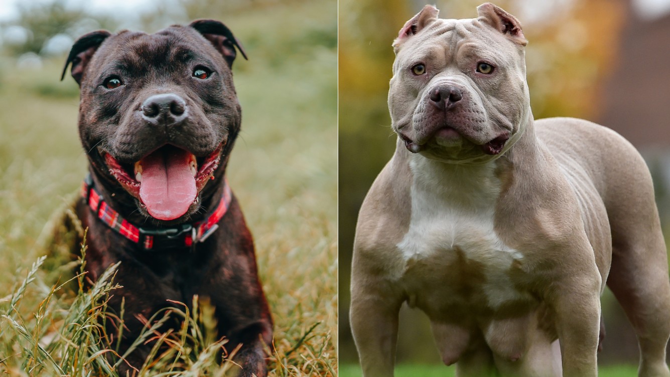 Staffordshire Bull Terrier (left) and American Bully (right)