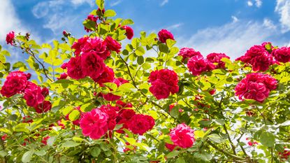rose bush in summer sunshine with deep pink blooms