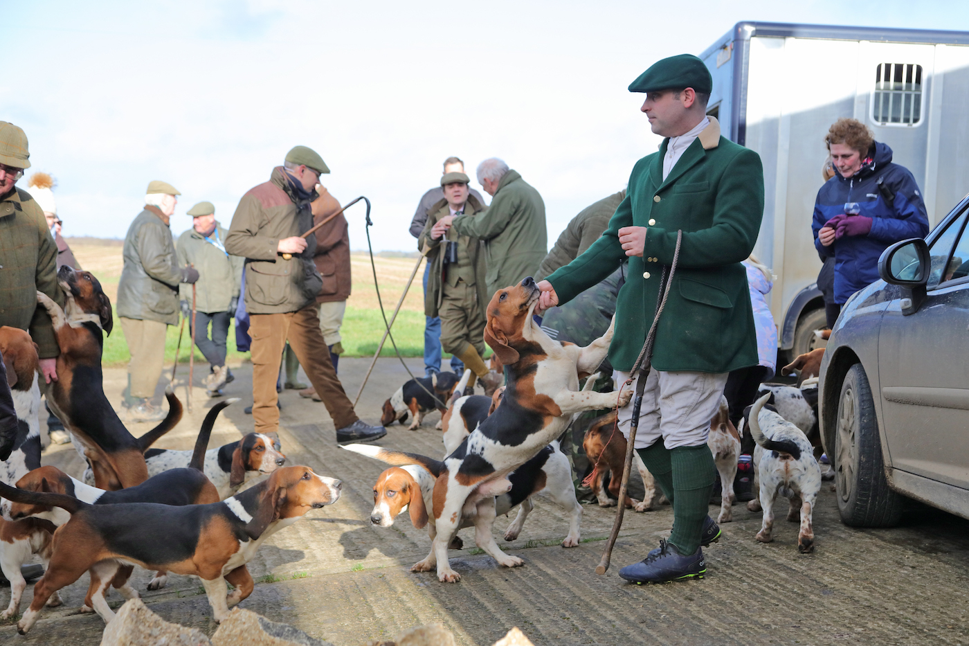 Basset hound hunt 2