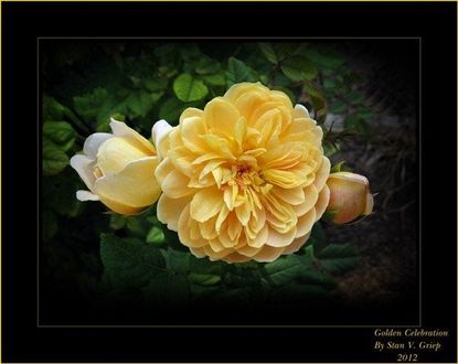 Yellow Old English Rose