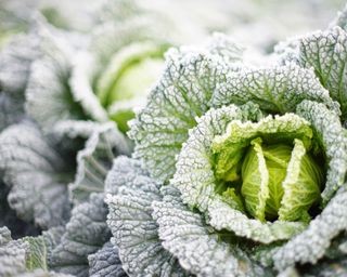 cabbages in frost