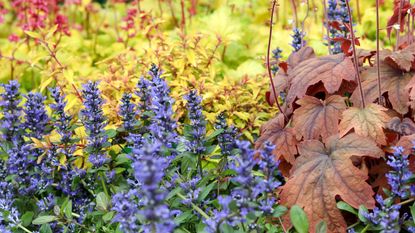 Best ground cover plants to prevent weeds including heuchera and bugleweed or bugle