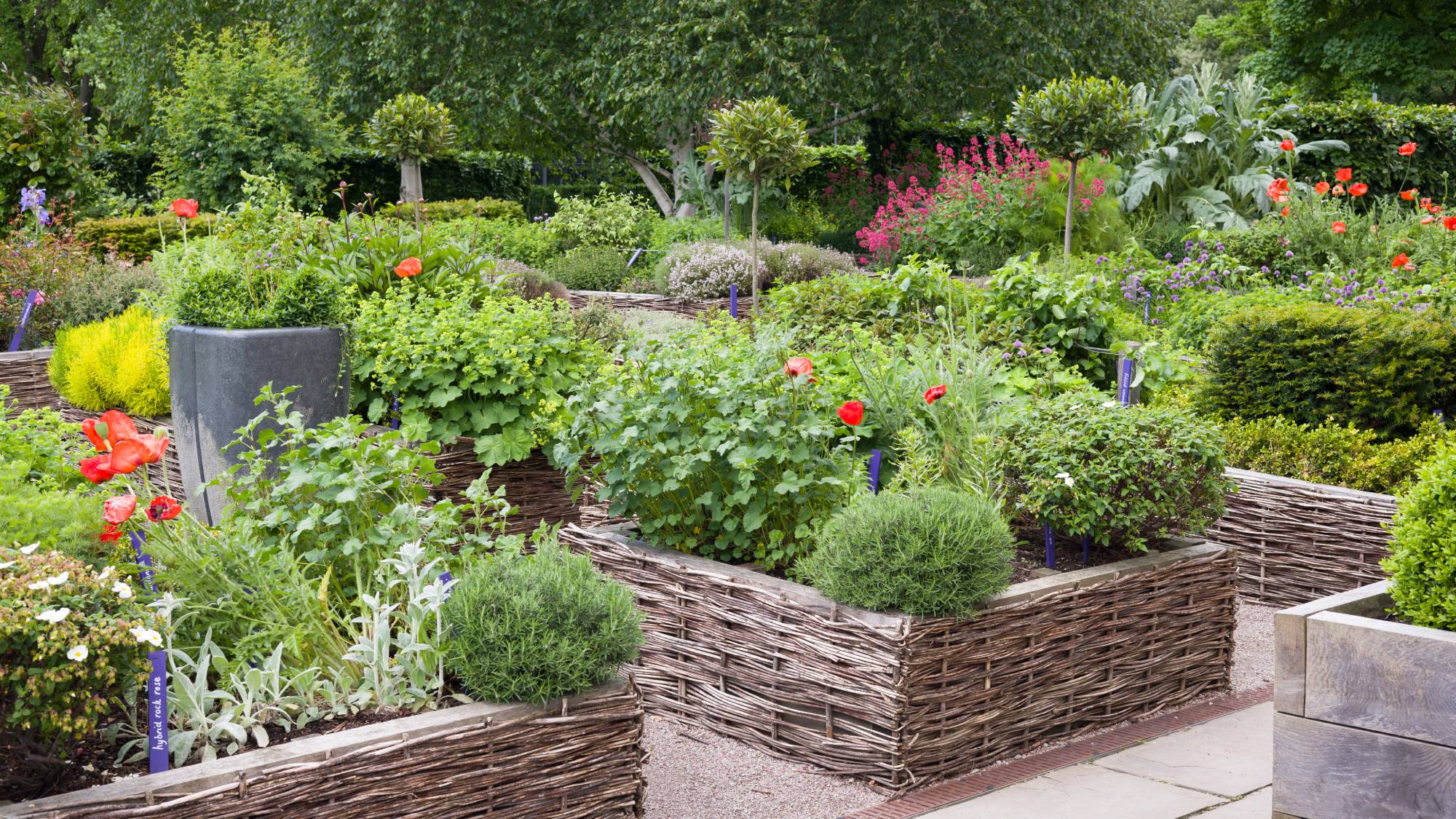 Raised beds with herbs and flowers