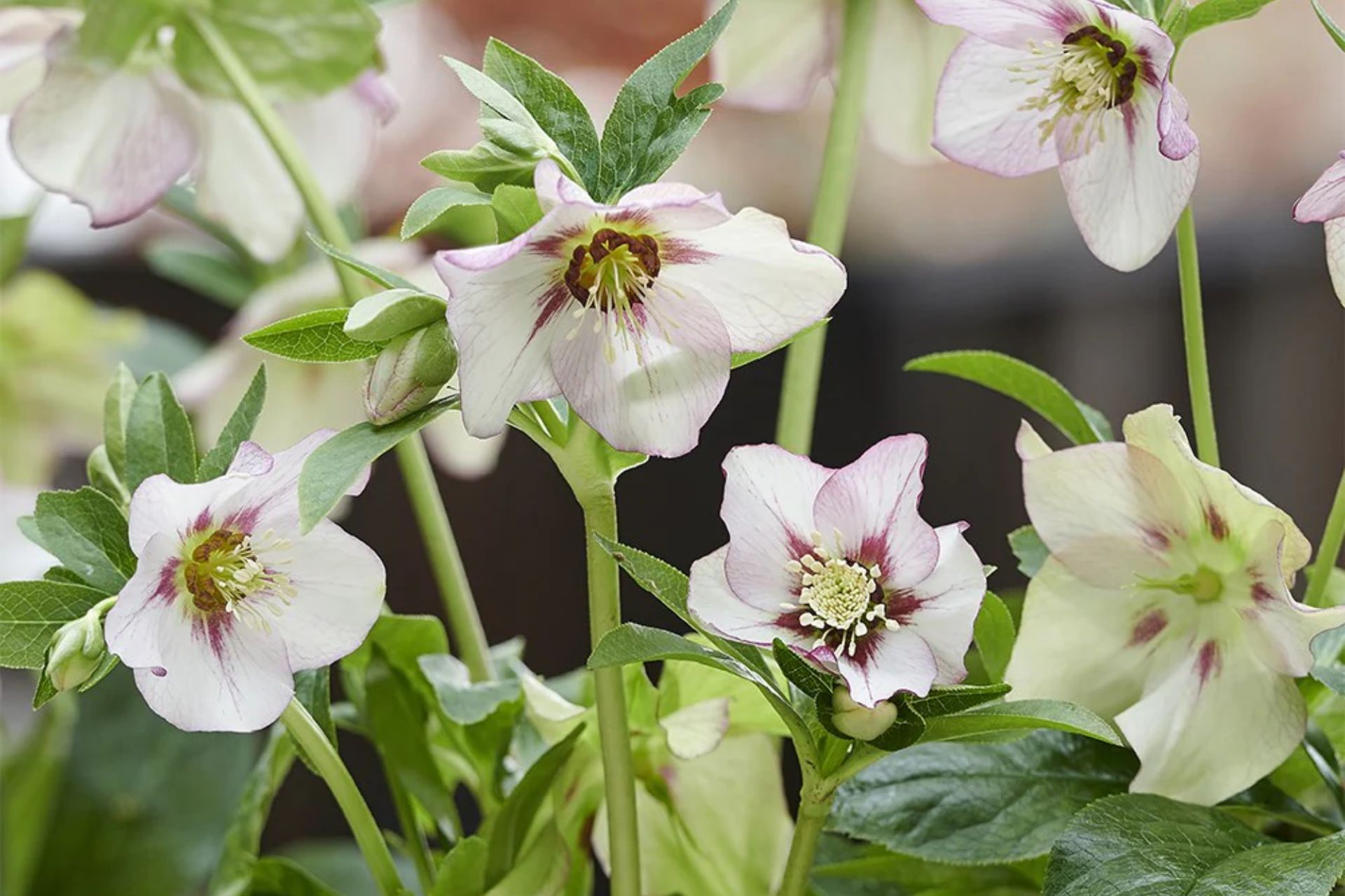 Helleborus × hybridus 'Painted Bunting' (Glamour Series)