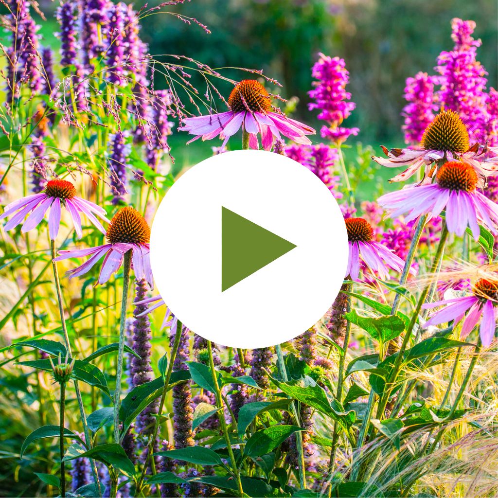 Coneflower Companion Plants