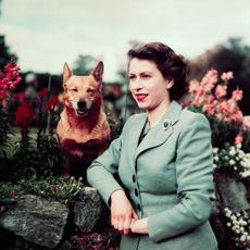 Queen Elizabeth II of England at Balmoral Castle with one of her Corgis, 28th September 1952