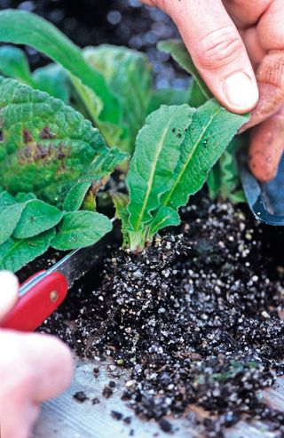 how to grow streptocarpus