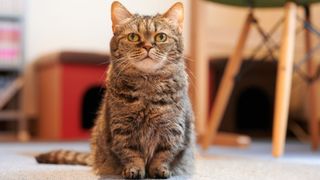 Facts about Munchkin cats: Munchkin cats are characterized by having short legs 