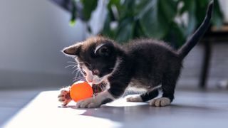 How to play with a kitten