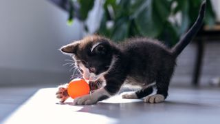 A kitten playing with a ball