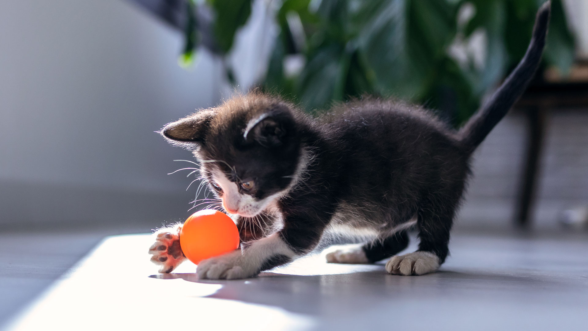 kitten playing with toy