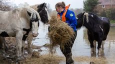 flood-horses-3.jpg