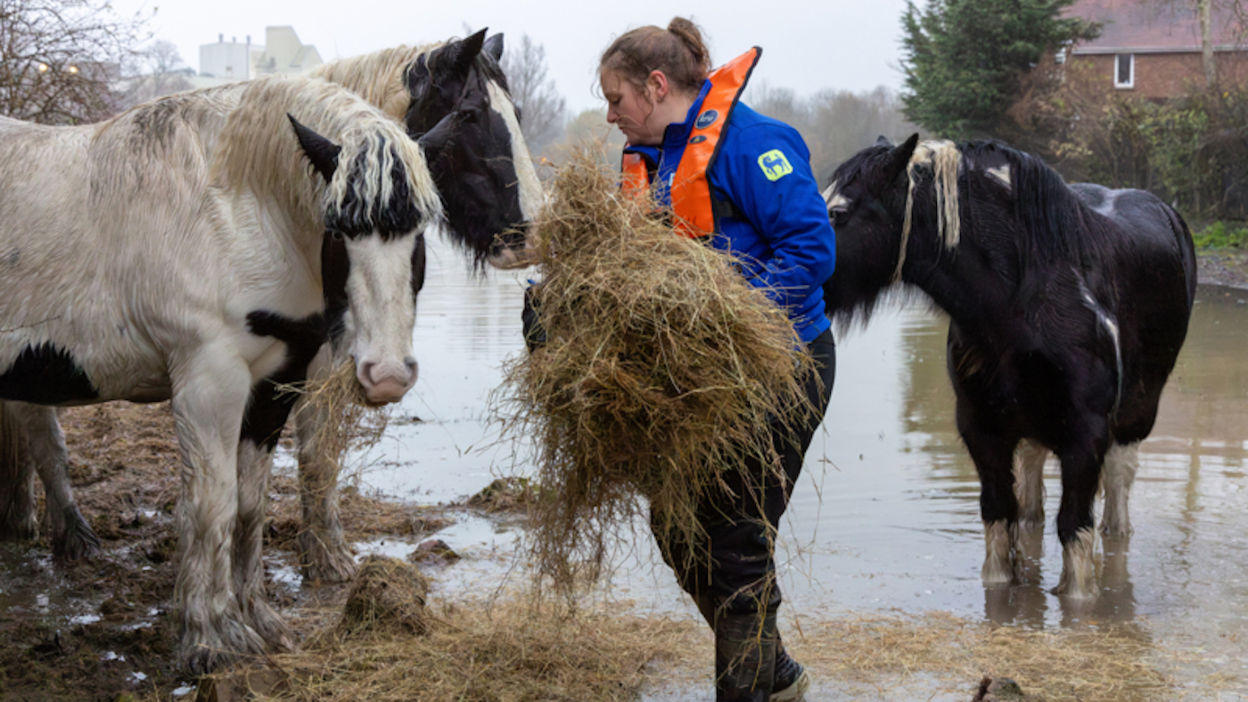 flood-horses-3.jpg
