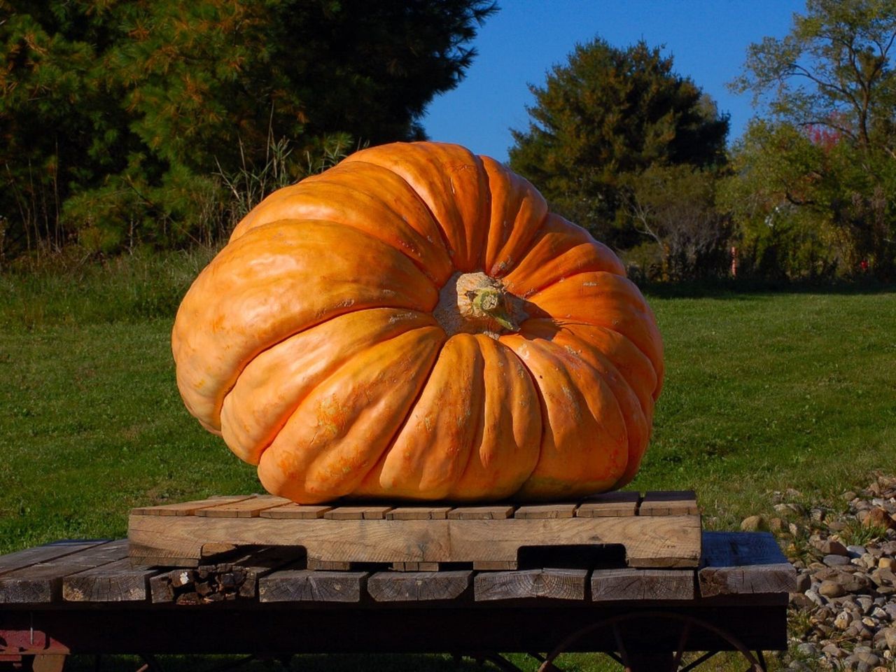 Giant Orange Pumpkin In The Garden