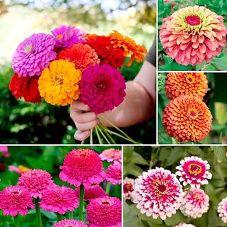 mixed zinnia flowers harvested from cutting garden