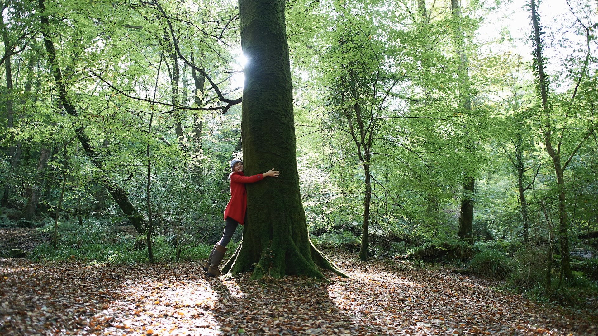 A person hugging a tree in a forest