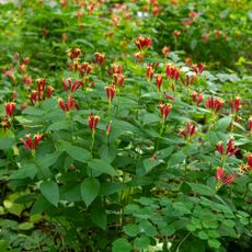 Indian pink plant in bloom in garden