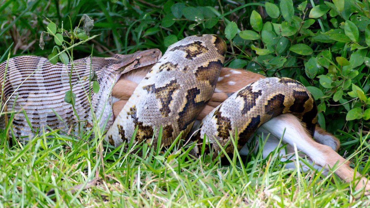 burmese python eats deer