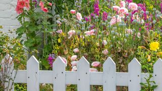 Classic cottage garden idea with white picket fence enclosing colorful garden flowers